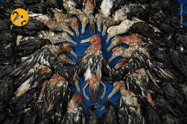 بهترین تصاویر از حیات وحش