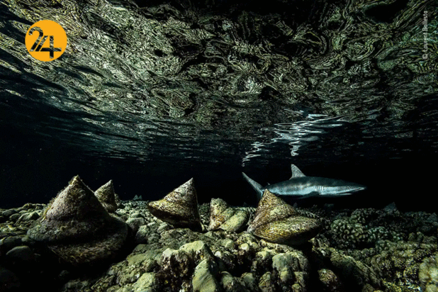 بهترین تصاویر از حیات وحش