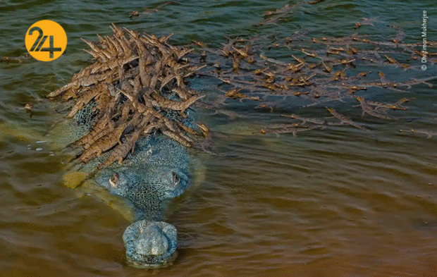 بهترین تصاویر از حیات وحش