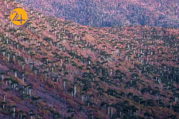 بهترین تصاویر از حیات وحش