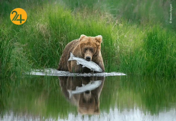 بهترین تصاویر از حیات وحش