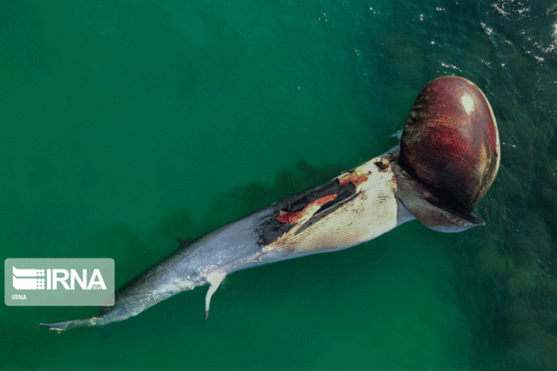 مرگ دومین نهنگ به گل نشسته جزیره کیش