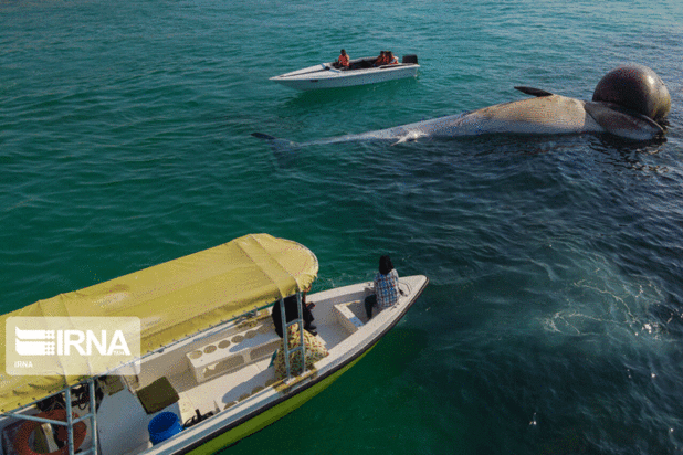 مرگ دومین نهنگ به گل نشسته جزیره کیش