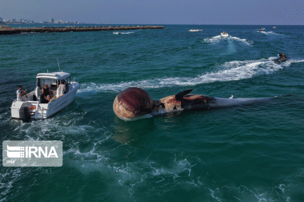 مرگ دومین نهنگ به گل نشسته جزیره کیش