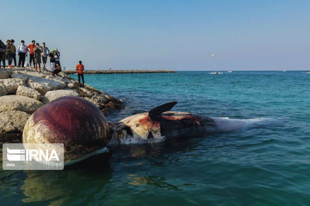 مرگ دومین نهنگ به گل نشسته جزیره کیش