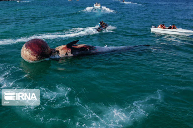 مرگ دومین نهنگ به گل نشسته جزیره کیش
