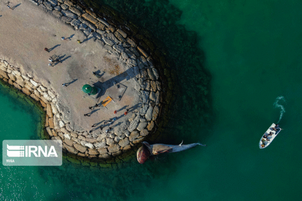 مرگ دومین نهنگ به گل نشسته جزیره کیش