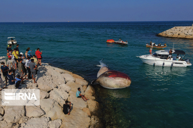 مرگ دومین نهنگ به گل نشسته جزیره کیش