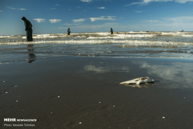 صید پره ماهی