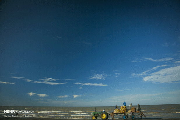 صید پره ماهی