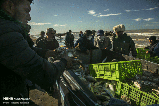 صید پره ماهی