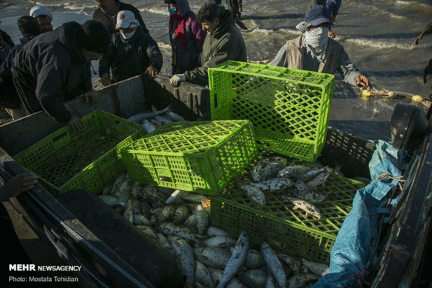 صید پره ماهی