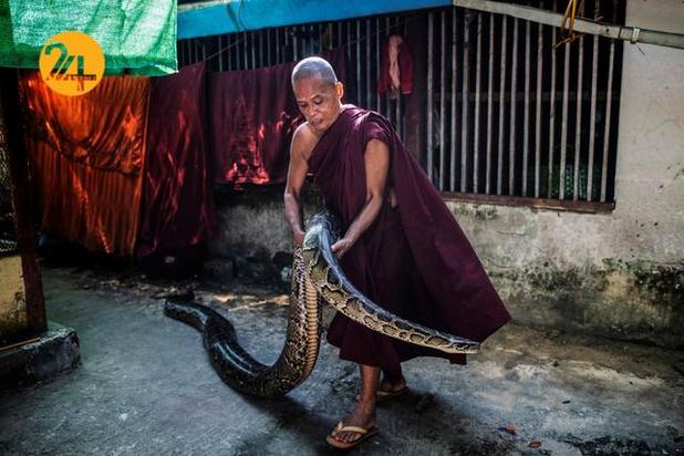 مارهای میانمار در معابد