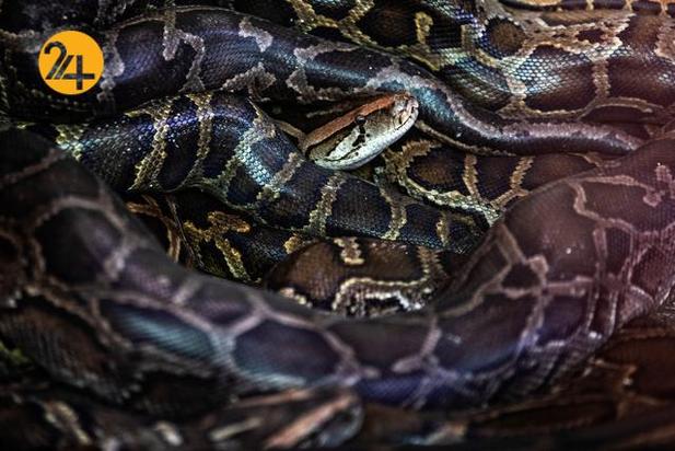 مارهای میانمار در معابد