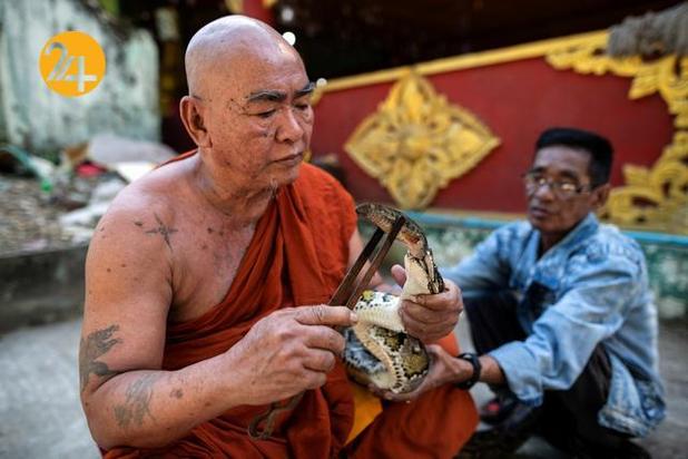 مارهای میانمار در معابد