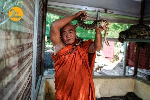 مارهای میانمار در معابد