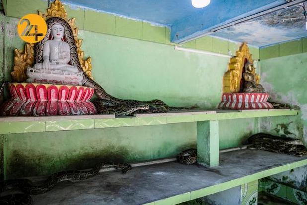 مارهای میانمار در معابد