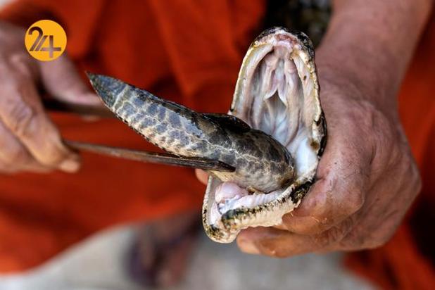 مارهای میانمار در معابد