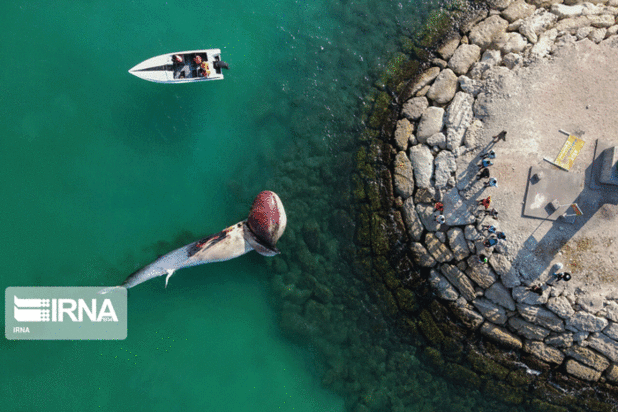 یک هفته در تصویر به روایت رویداد24