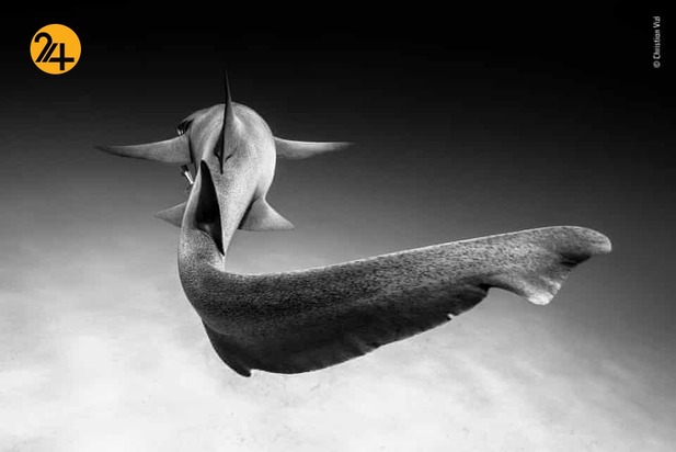 شگفتیهای حیات وحش