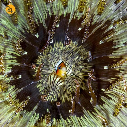 شگفتیهای حیات وحش