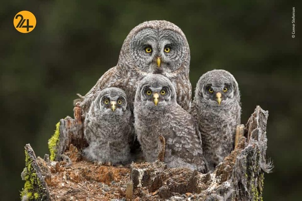 شگفتیهای حیات وحش