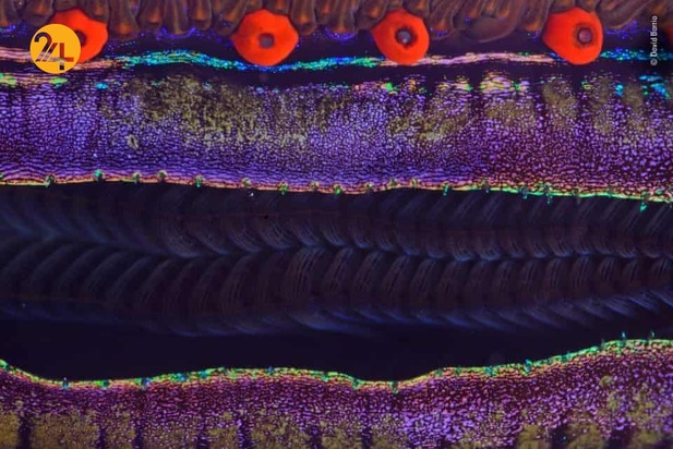 شگفتیهای حیات وحش