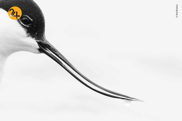 شگفتیهای حیات وحش