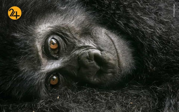 شگفتیهای حیات وحش