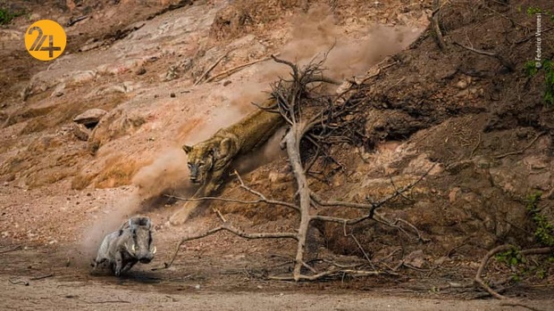 شگفتیهای حیات وحش