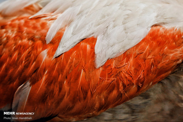 نجات فلامینگوها