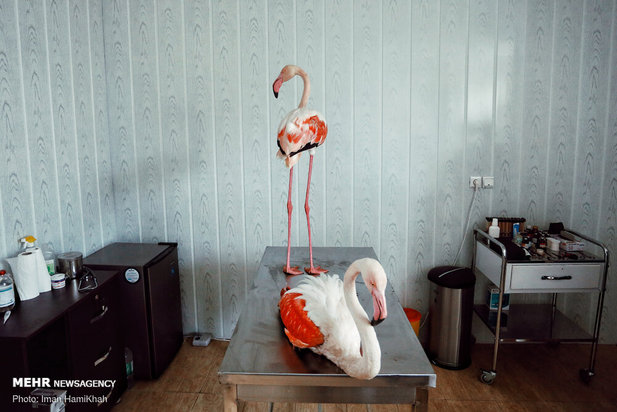 نجات فلامینگوها