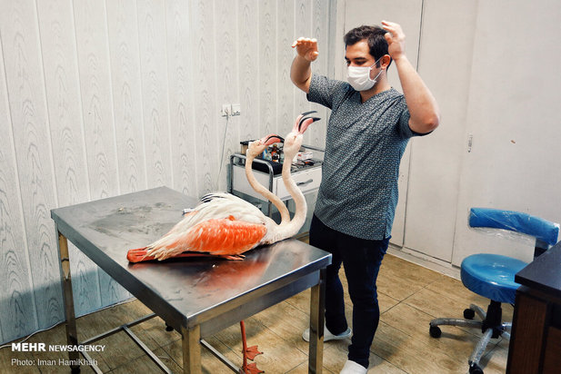 نجات فلامینگوها