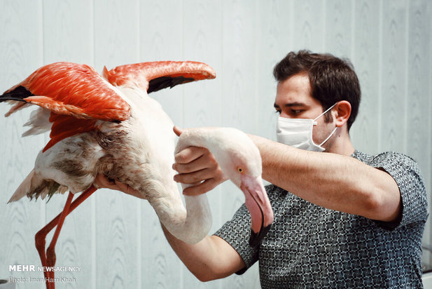 نجات فلامینگوها