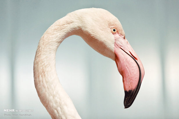نجات فلامینگوها
