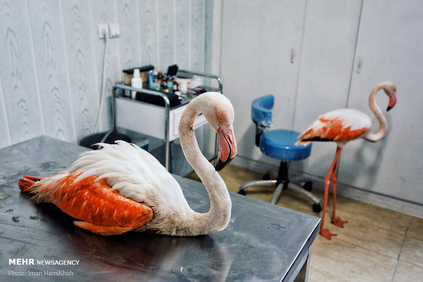 نجات فلامینگوها