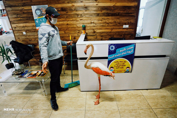 نجات فلامینگوها