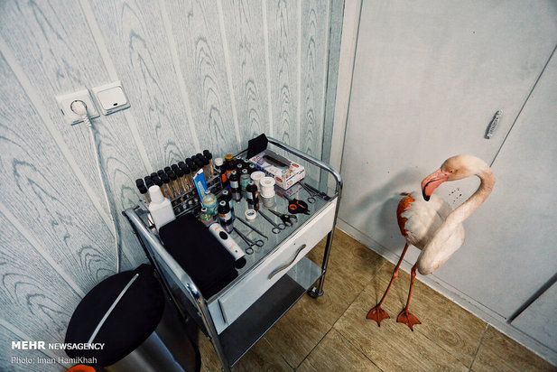 نجات فلامینگوها