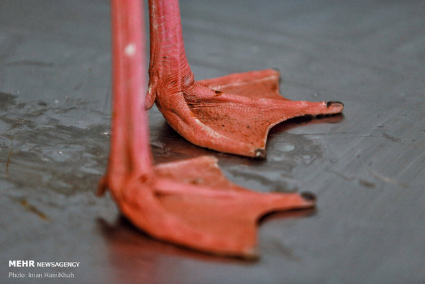 نجات فلامینگوها