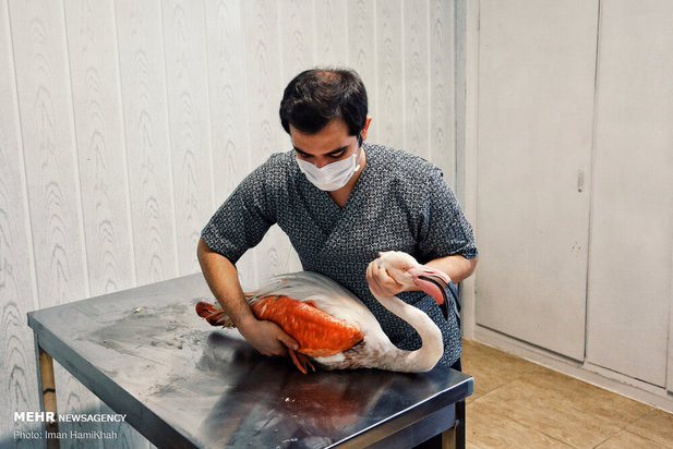 نجات فلامینگوها