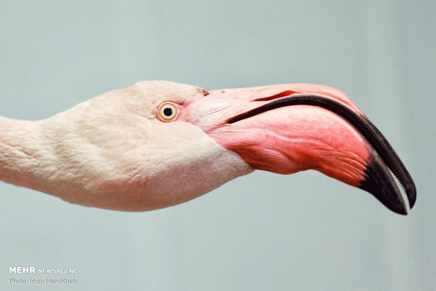 نجات فلامینگوها