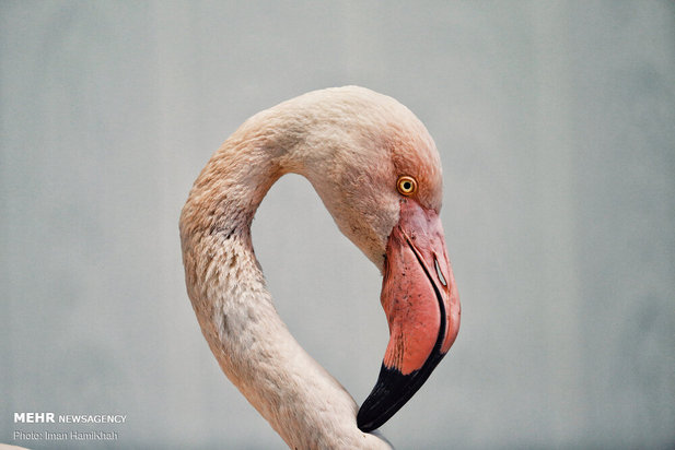 نجات فلامینگوها