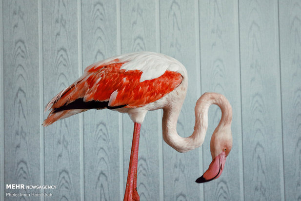 نجات فلامینگوها