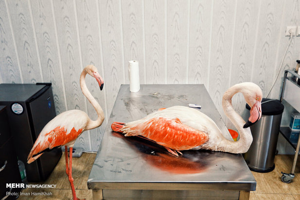 نجات فلامینگوها