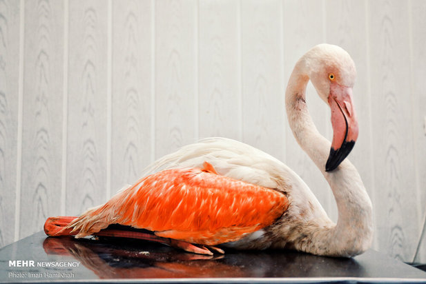 نجات فلامینگوها