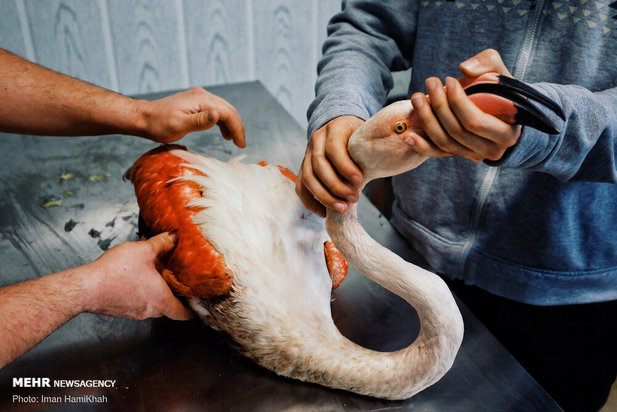 نجات فلامینگوها