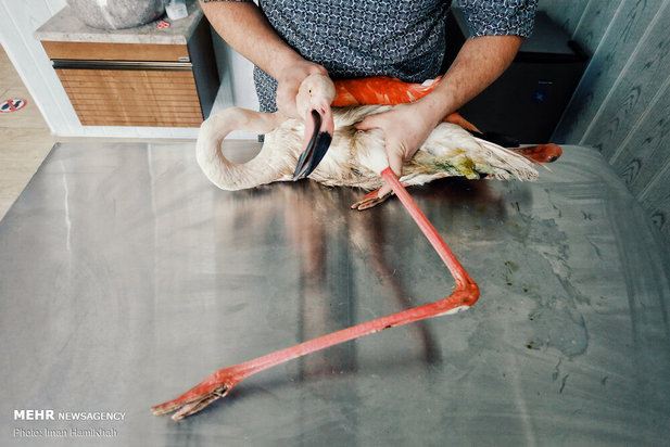 نجات فلامینگوها