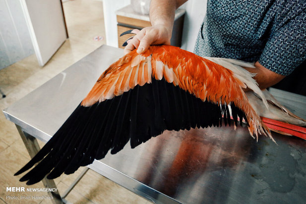 نجات فلامینگوها