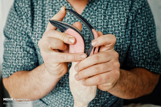 نجات فلامینگوها