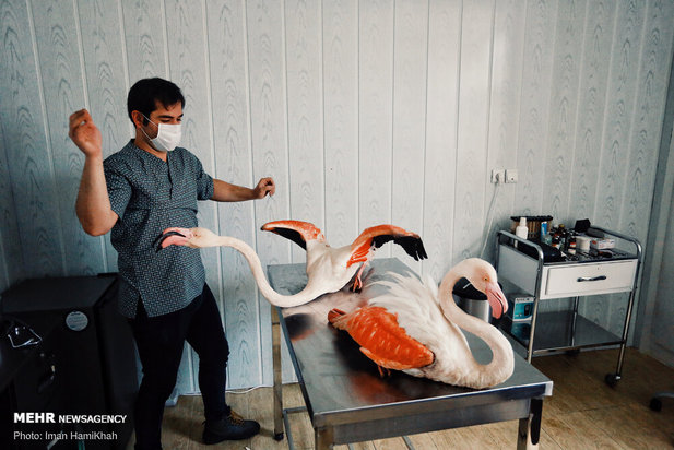 نجات فلامینگوها